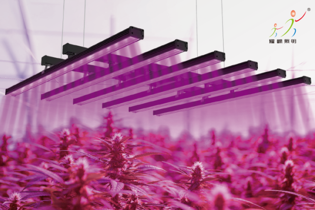 LED plant lamp replaces traditional sodium lamp