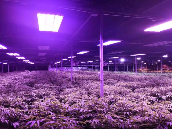 A marijuana plantation in San Francisco