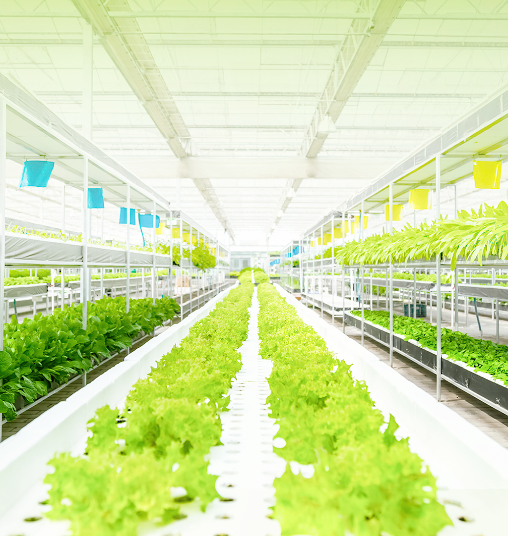 The advantages of grow lights for Plants factory
