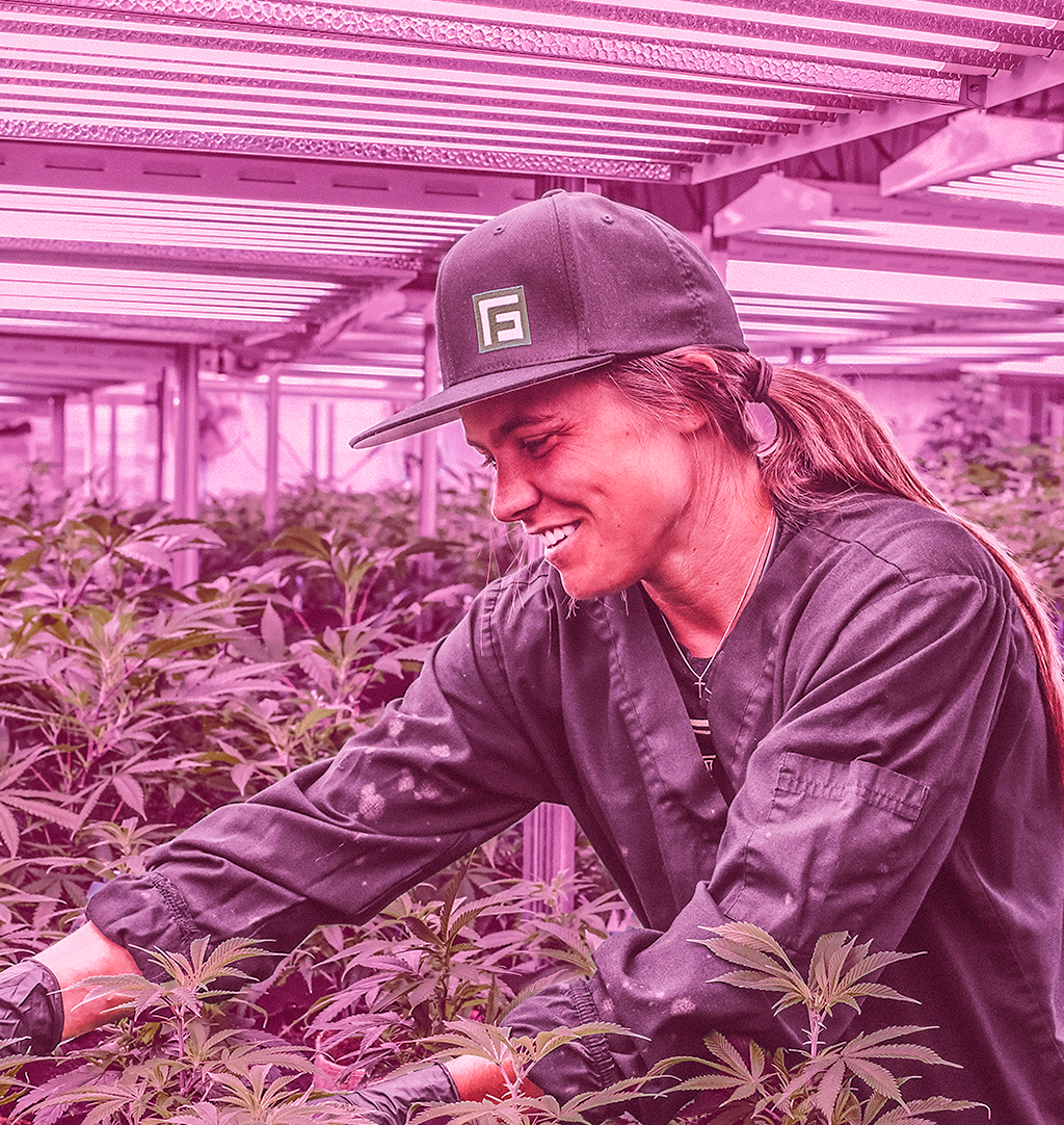 The advantages of grow lights for cannabis