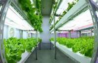 The effect of LED plant lights on the growth of cannabis