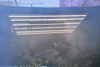 Inexperienced growers, how to choose the best LED grow lights