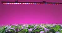 The influence of 720wLED grow light on indoor planting