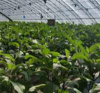 Tips for using LED grow lights to grow hemp