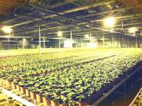 Be careful! LED grow lights also affect the human body