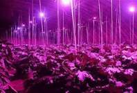 Do not step on these minefields planted in LED grow light greenhouses in winter