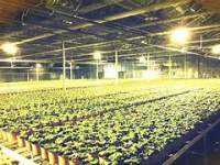 What is the choice for commercial LED grow lights?