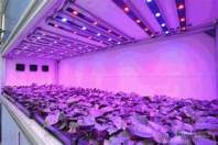 LED grow light plant fill light power is the greater the better?