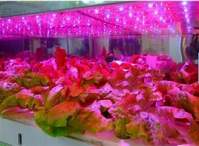 Will it be a new development trend to grow crops with LED grow lights to be safe