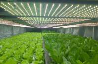 The importance of LED grow light supplement light when the light is insufficient