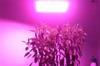 How many angles can you judge whether the LED grow light is good or bad?