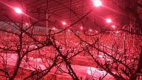 All aspects of LED grow light planting in greenhouses need to be paid attention 