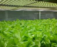 How LED grow lights affect the growth and development of tissue culture plants