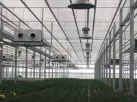 Is indoor planting of LED grow lights the future trend?