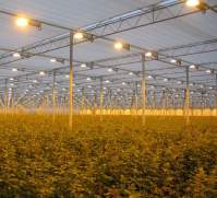 How to improve the efficiency of indoor planting of LED grow lights