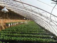 The best fill light for greenhouse plants LED grow light!