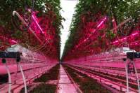 How does the LED grow light maintain efficient and uniform illumination of hemp?