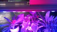 yaorong led grow light---one of the elements of industrial hemp plant growth