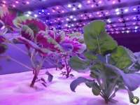 ​What aspects of LED grow lights control to affect the growth of grows