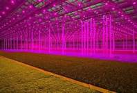 The effect of LED grow light quality on the growth of various plants