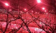 How to grow LED grow lights in vegetable greenhouses?