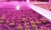 Can LED grow lights illuminate grows for 24 hours?
