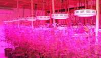 How does the LED grow light maintain the uniformity of light?