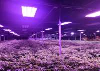 How to realize the LED grow light to efficiently uniformly illuminate the plants