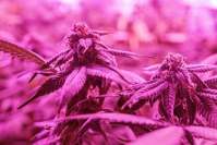 The development trend of LED grow lights and promote the development of organic 