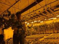 The effect of LED grow lighting on all aspects of plants