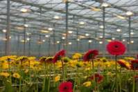 5 major technology trends of LED plant lights