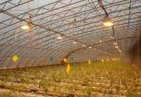 What will the LED plant light be used for hydroponic cultivation of hemp?