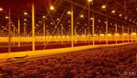 Why do LED plant lights need heat dissipation