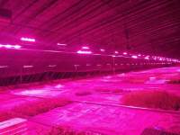 LED plant lights bring opportunities for the development of vertical agriculture