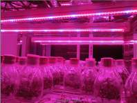 Application of LED plant lights in hydroponic cultivation
