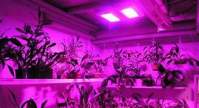 4 ways to increase cannabis production with LED plant lights
