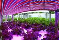 What are the factors of the best LED plant light for commercial cannabis
