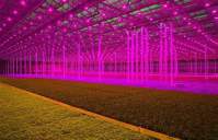 13 aspects you need to know before buying LED plant lights