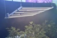 How does the spectrum of the LED plant light of Yaorong Technology affect the gr