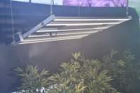 What should we consider when buying LED plant lights?