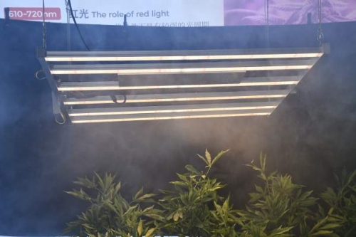 The correct use of LED plant lights in Shenzhen, China will bring good results t