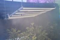 Why grow cannabis  LED plant lights are more popular than other grow lights
