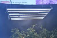 The effect of led plant light on flowers