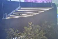 The benefits of yaorong technology led full-spectrum plant light for Clivia cult