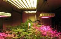  The effect of LED plant light quality on plant seed germination and root growth